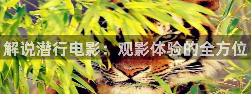 神马影院午夜片在线观看